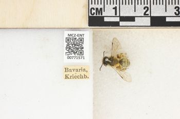 Media type: image;   Entomology 771571 Aspect: Labels